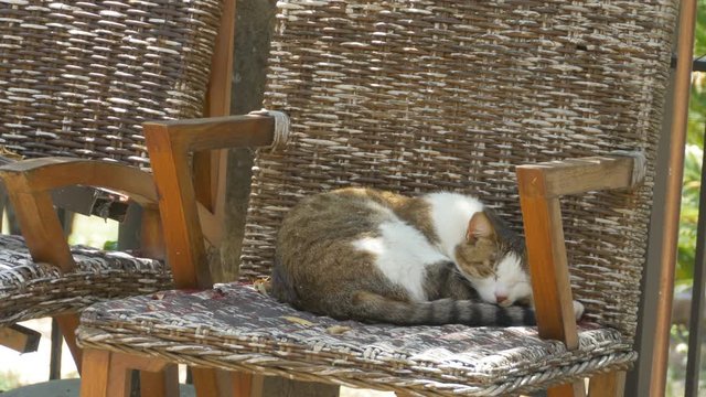 Tabby cat is slepping in a stool chair.