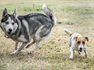 Naklejka na ściany i meble Two dogs playing outdoor at summer day. Husky and Jack Russell Terrier Running fast