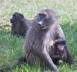 Female baboon Chashma with baby on the grass. South Africa,