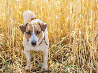 Dog Jack Russell Terrier standing in the Rye Field at sunny day. Background of ripe rye