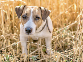 Portrait of cute puppy Jack Russell Terrier standing in the Rye Field at sunny day. A dog on Background of ripe rye