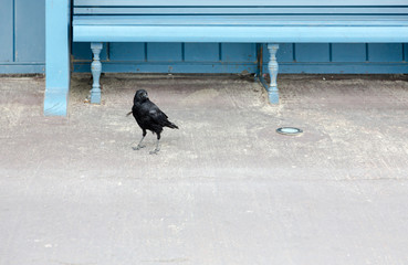 Black crow stands next to blue vintage bench and looks straight into lens
