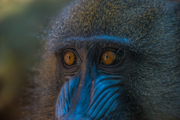Portrait of African mandrill in the open resort