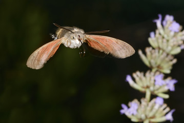 Lepidottero - sfinge colibrì