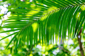 Fototapeta na wymiar Palm Frond for background