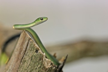 Zehn Tage alte Raue Grasnatter (Opheodrys aestivus) 

