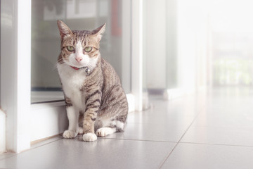 Cat in the office