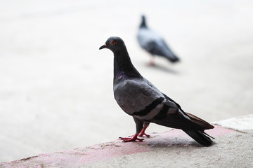 pigeon Stand on the street