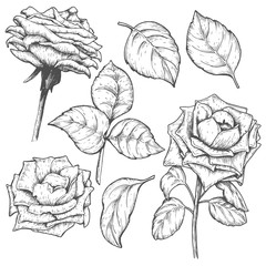 Sketch rose blossom flowers set with leaves, hand drawn floral design, isolated on white background. Vector illustration.