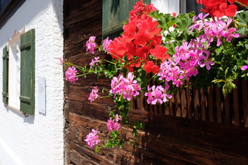 Fototapeta na wymiar Geranien mit Blüte rot und rosa an einem Fenster und Haus