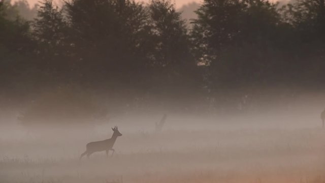 Rehbock im Morgennebel, Moor, Mai
