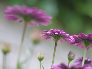 Bornholm Margeriten 2