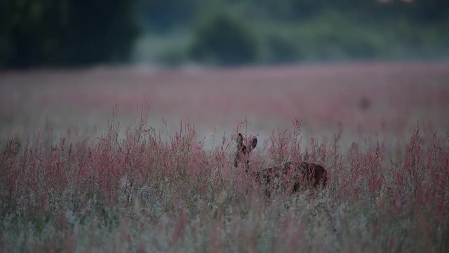 Reh versteckt im hohen Gras, Sommer