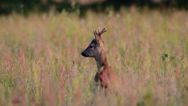 Rehbock sichert in eine Richtung, Mai