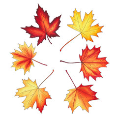 Set of autumn maple leaves isolated on white background.