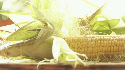 Raw corn cobs with leaves close-up shot