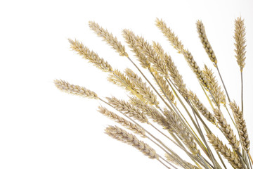 Fototapeta premium wheat