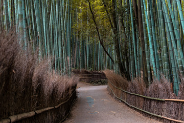 Arashiyama Bamboo Grove (Kyoto, Japan)