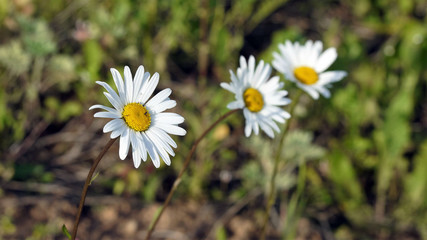 Fototapeta premium Chamomile