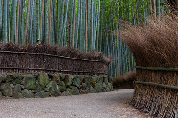 Arashiyama Bamboo Grove (Kyoto, Japan)