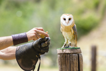 barbagianni e falconiere