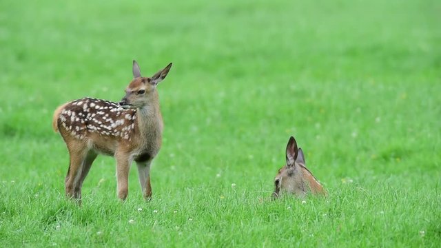 Zwei Rotwild K&auml;lber zusammen auf einer Wiese, Sommer