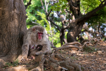 Female Japanese macaque and her cub
