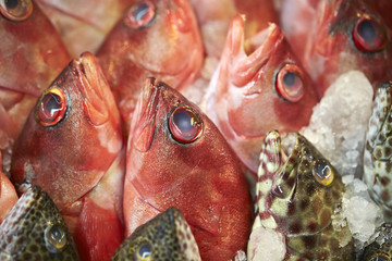 fresh fish in the market