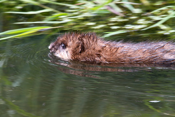 Bisamratte schwimmt im Wasser im Naturschutzgebiet Moorg&uuml;rtel