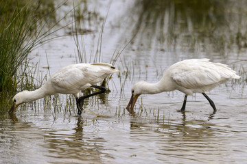 Spatule blanche, Platalea leucorodia, Eurasian Spoonbill