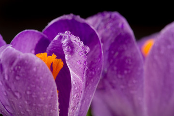 Macro view of a beautiful crocus flower