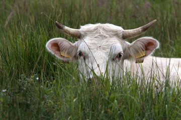 Charolais liegt im hohen Gras