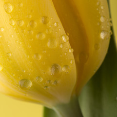 Obraz na płótnie Canvas Macro view of a beautiful tulip flower on yellow. Spring background