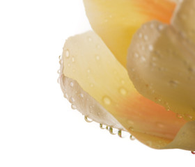 Macro view of a beautiful tulip flower isolated on white. Spring background