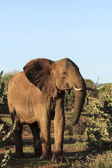 African Elephant