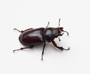 Female Stag Beetle, Right Side