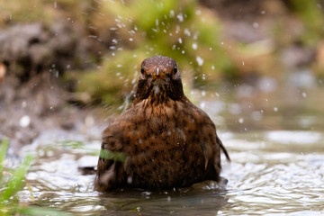 Blackbird in Bath