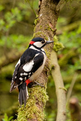 Big spotted Woodpecker