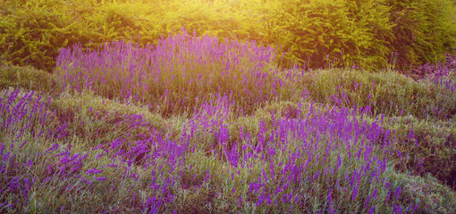 Thickets of grass and lavender - 163467223