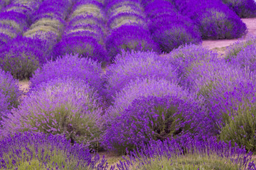 Beautiful fields of blooming lavender - 163467278
