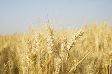 Wheat field