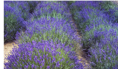 Fields of lavender - 163467412
