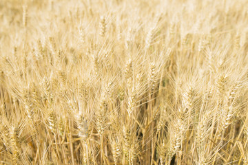 Summer Wheat
