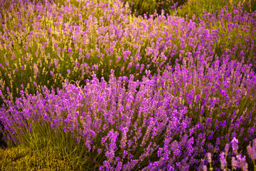 Flowering fields of lavender - 163467438