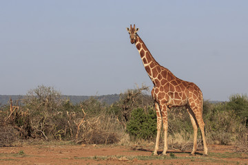Giraffe 