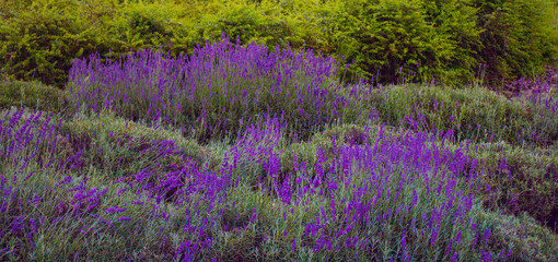 Thickets of grass and lavender - 163467478