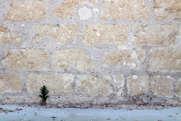Old concrete and stone wall texture with a little tree