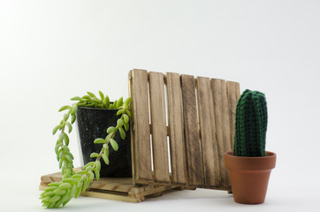 Pallets and cactus