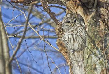 Barred owl in nest in woods