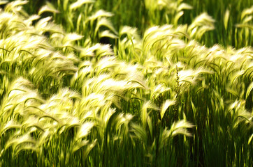 Foxtail Grass